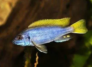 Pseudotropheus sp. acei
