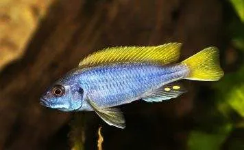 Pseudotropheus sp. acei