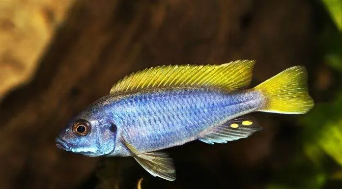 Pseudotropheus sp. acei