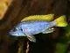 Fiche du poisson Pseudotropheus sp. acei Pseudotropheus sp. acei
