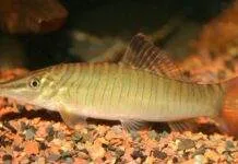 Fiche du poisson Syncrossus hymenophysa Syncrossus hymenophysa