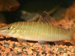 Syncrossus hymenophysa