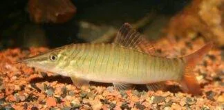 Syncrossus hymenophysa