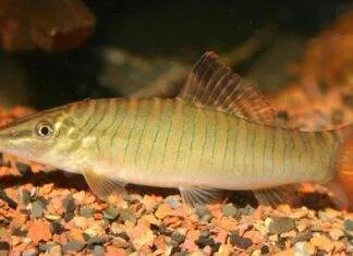 Syncrossus hymenophysa