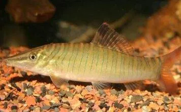 Syncrossus hymenophysa