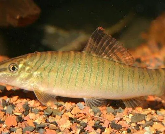 Syncrossus hymenophysa