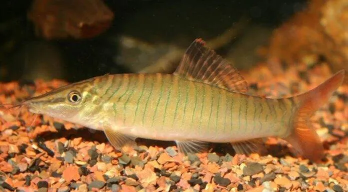 Syncrossus hymenophysa