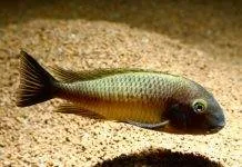 Fiche du poisson Tropheus moorii Tropheus moorii