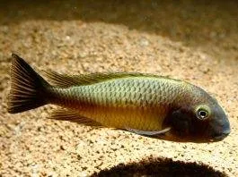 Tropheus moorii