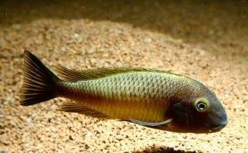 Fiche du poisson Tropheus moorii Tropheus moorii