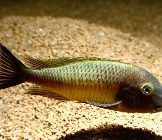 Tropheus moorii