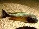 Fiche du poisson Tropheus moorii Tropheus moorii