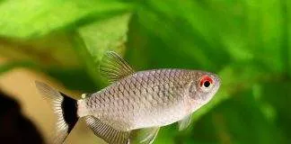 Tétra yeux rouges