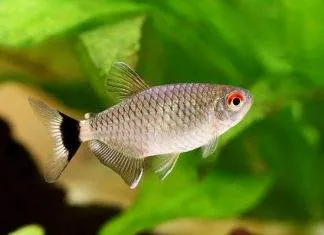 Fiche du poisson Moenkhausia sanctaefilomenae Tétra yeux rouges