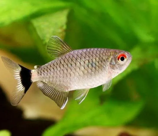 Tétra yeux rouges