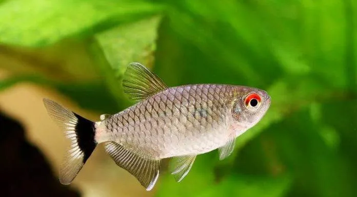 Tétra yeux rouges