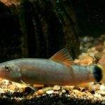 Yasuhikotakia lecontei