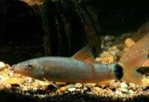 Fiche du poisson Yasuhikotakia lecontei Yasuhikotakia lecontei