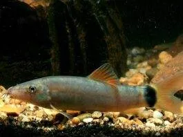 Yasuhikotakia lecontei