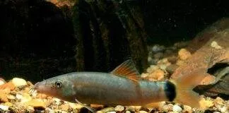 Yasuhikotakia lecontei