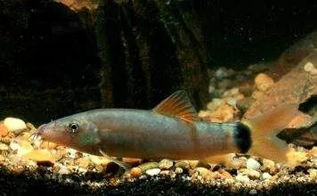 Fiche du poisson Yasuhikotakia lecontei Yasuhikotakia lecontei