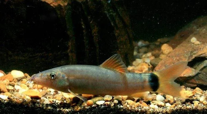 Fiche du poisson Yasuhikotakia lecontei Yasuhikotakia lecontei