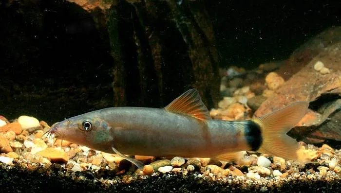 Yasuhikotakia lecontei
