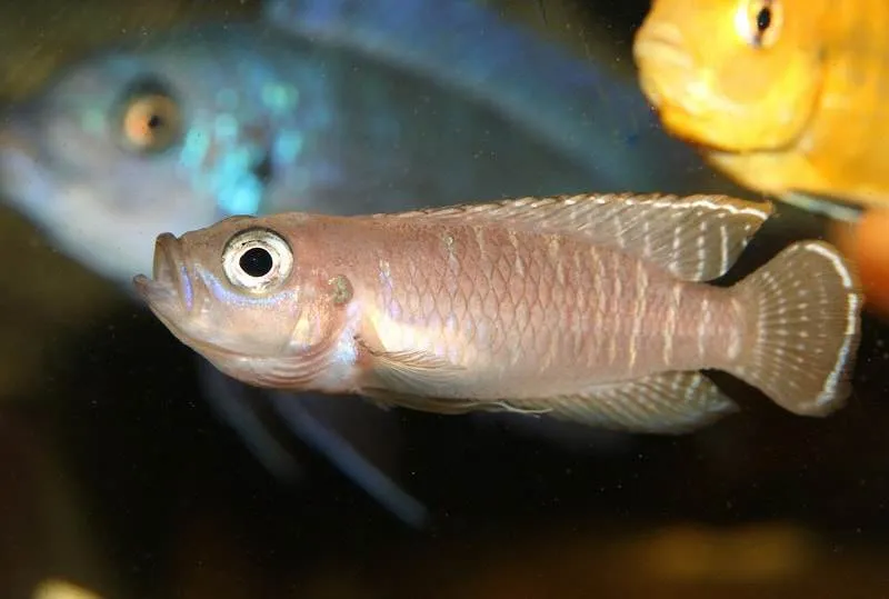 cohabitation Neolamprologus brevis