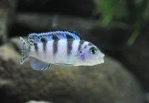 Femelle Maylandia lombardoi