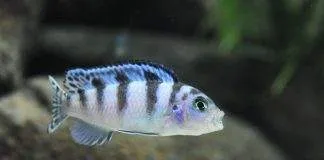 Femelle Maylandia lombardoi