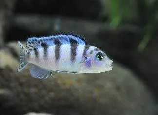 Femelle Maylandia lombardoi