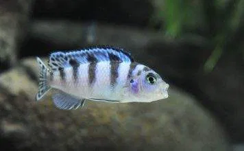 Femelle Maylandia lombardoi
