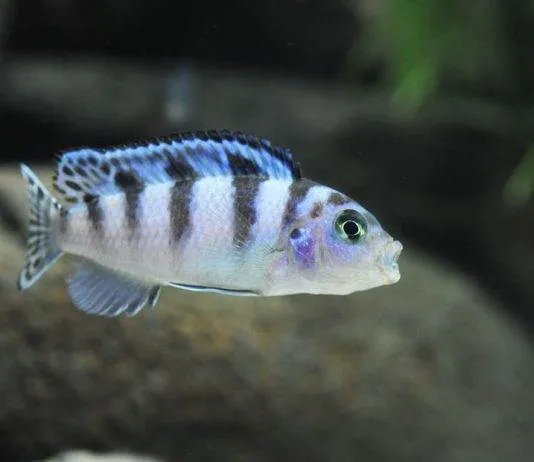 Femelle Maylandia lombardoi