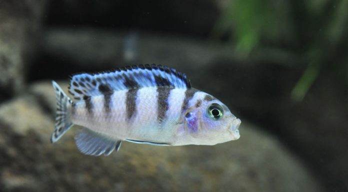 Femelle Maylandia lombardoi
