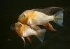 Fiche du poisson Acarichthys heckelii poisson Acarichthys heckelii