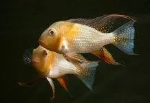 poisson Acarichthys heckelii