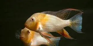 poisson Acarichthys heckelii