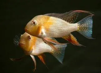 Fiche du poisson Acarichthys heckelii poisson Acarichthys heckelii