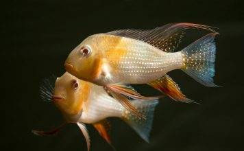 Fiche du poisson Acarichthys heckelii poisson Acarichthys heckelii