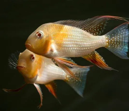 poisson Acarichthys heckelii