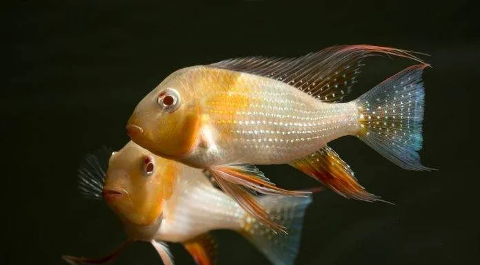 poisson Acarichthys heckelii