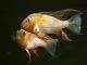 poisson Acarichthys heckelii