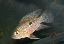 Fiche du poisson Acaronia nassa poisson Acaronia nassa