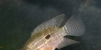 poisson Acaronia nassa