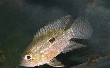 poisson Acaronia nassa