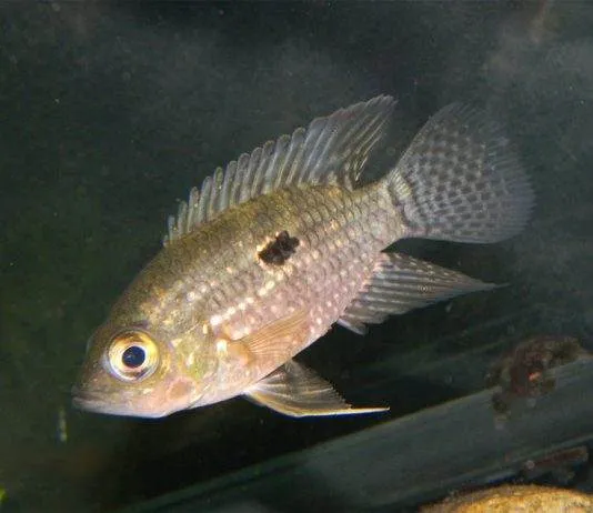 poisson Acaronia nassa