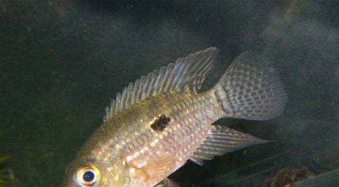 poisson Acaronia nassa