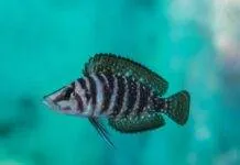 poisson Altolamprologus calvus