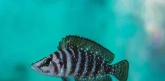 poisson Altolamprologus calvus