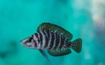 poisson Altolamprologus calvus